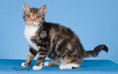 American Wirehair