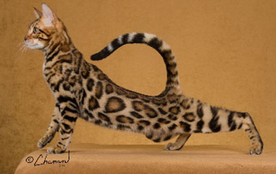 Bengal