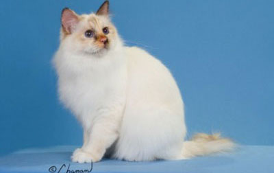 Birman