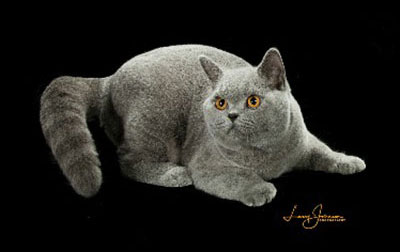 British Shorthair