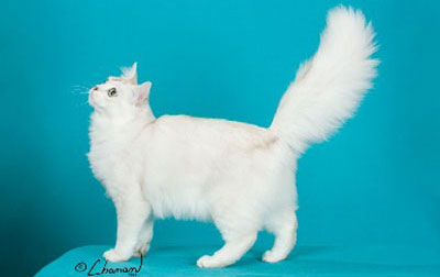 Burmilla