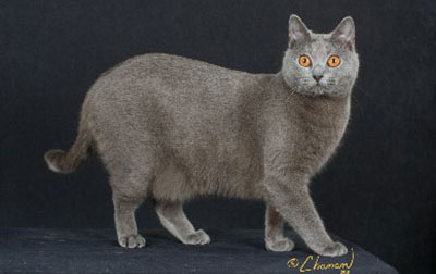Chartreux