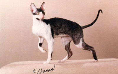 Cornish Rex