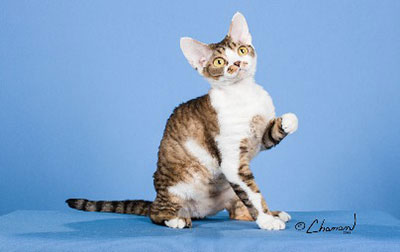 Devon Rex