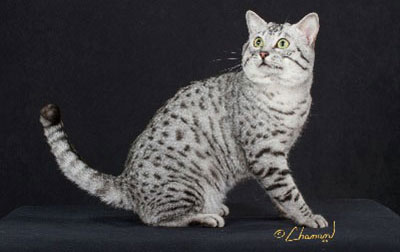 Egyptian Mau