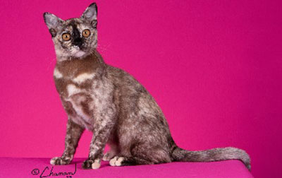 European Burmese