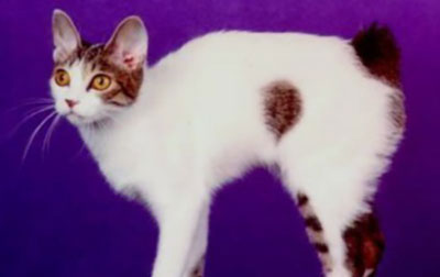 Japanese Bobtail