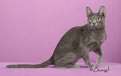 Korat