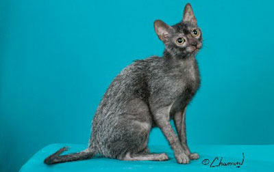 Lykoi