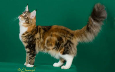 Maine Coon