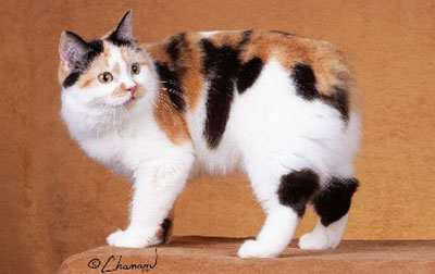 Manx