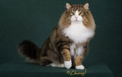 Norwegian Forest Cat