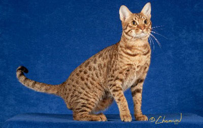 Ocicat