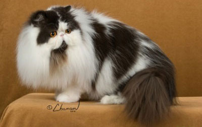Persian (including Himalayan)
