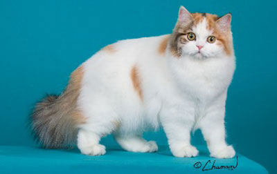RagaMuffin