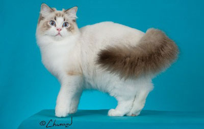 Ragdoll