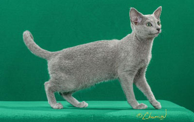 Russian Blue