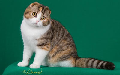 Scottish Fold