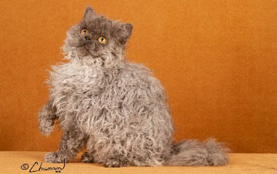 Selkirk Rex