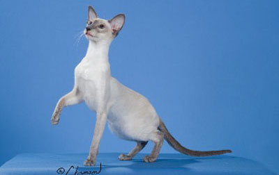 Siamese