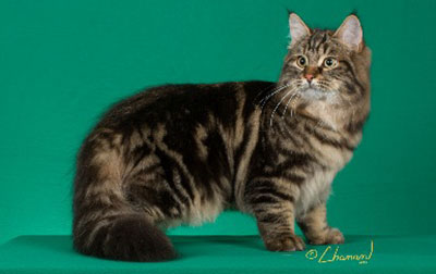 Siberian