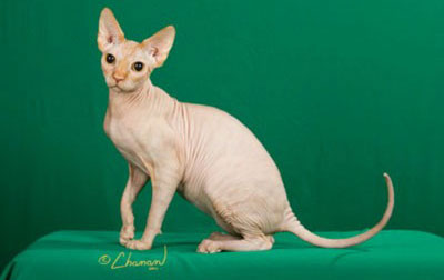 Sphynx