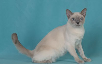 Tonkinese