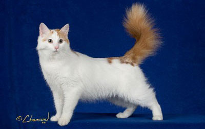 Turkish Van