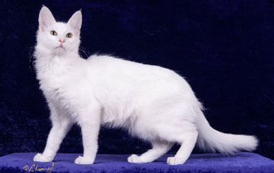 Turkish Angora